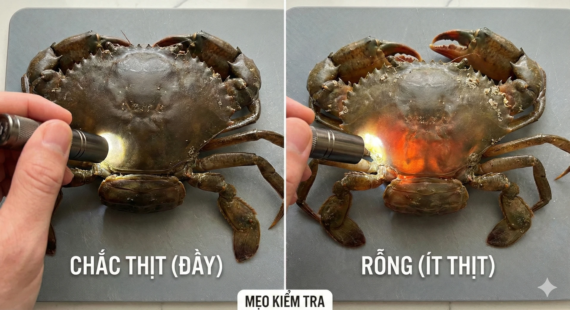 Cua Cà Mau: Cua Y Vs. Cua Gạch