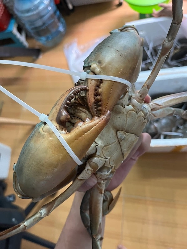 Cua Cà Mau càng khủng dây trói siêu nhỏ - Ảnh thực tế