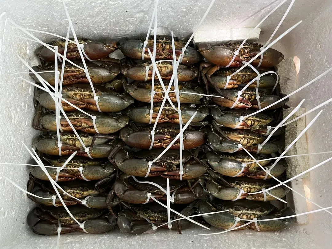 Cua Gạch VIP (Xuất Khẩu)