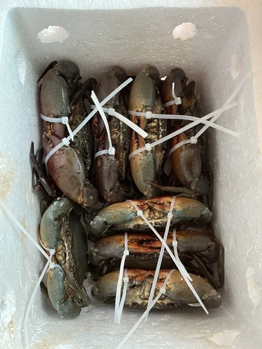 Cua Cà Mau Loại 1 Là Gì? Tiêu Chuẩn Xuất Khẩu