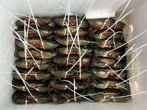 Cua Gạch VIP (Xuất Khẩu)