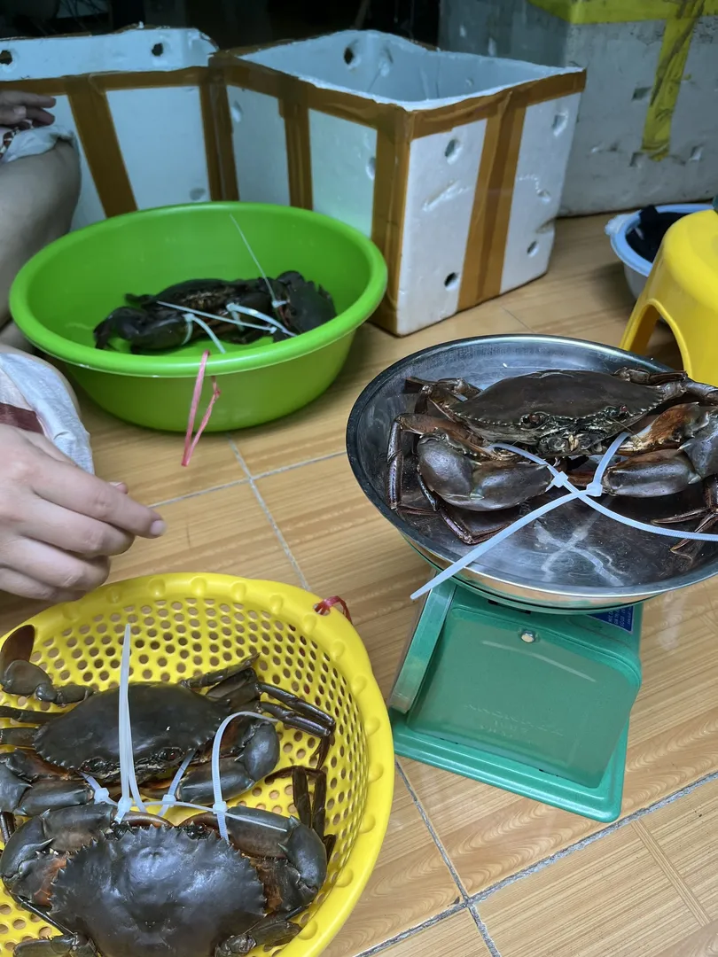 Hình ảnh những con cua Cà Mau tươi sống, chắc khỏe, được tuyển chọn kỹ lưỡng