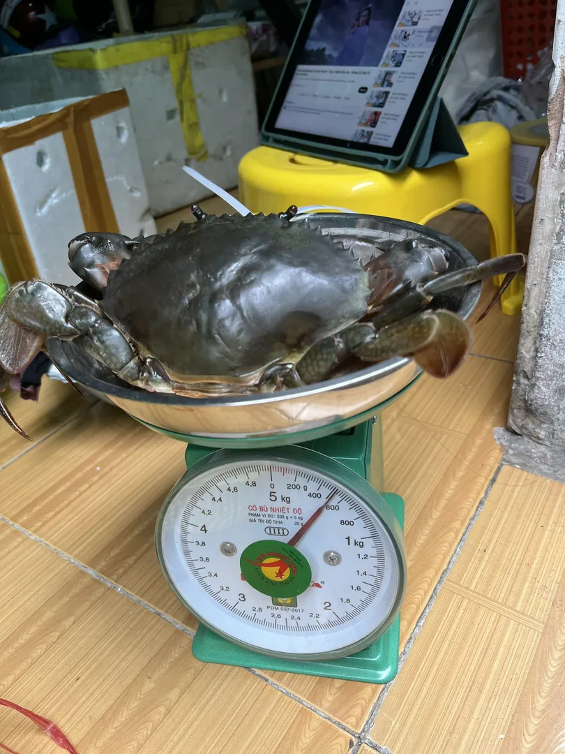 Một rổ cua Cà Mau tươi sống, dây trói nhỏ, yếm chắc chắn