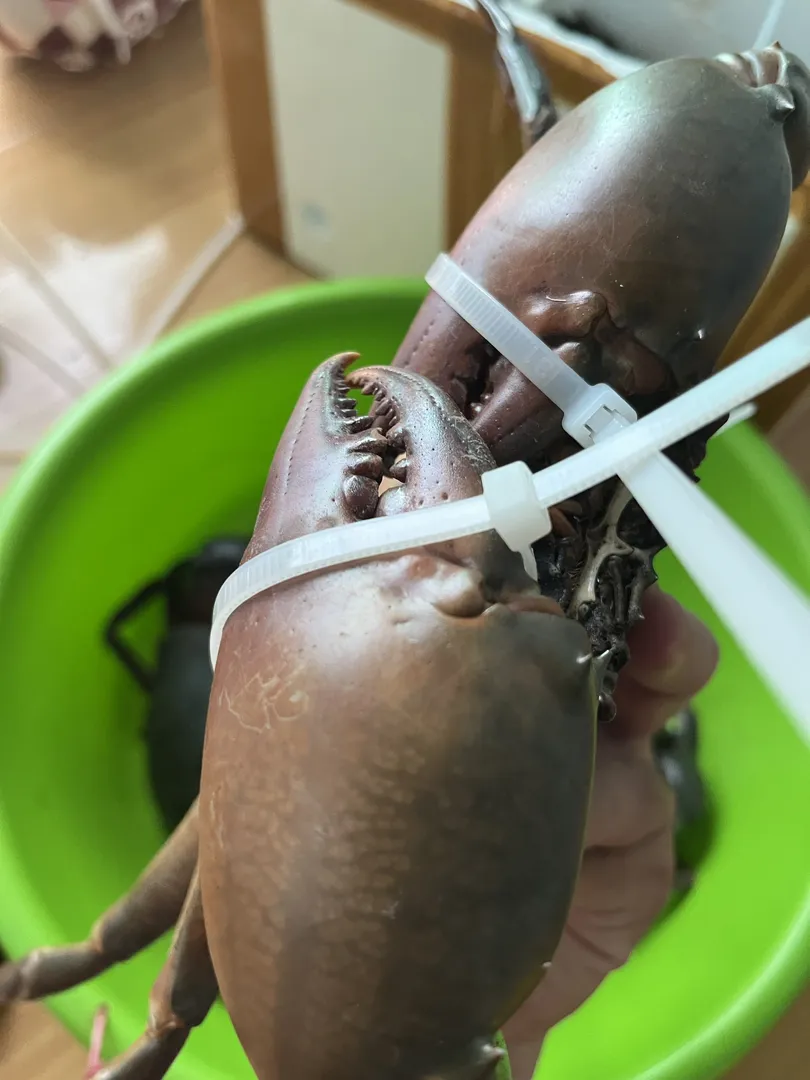 Cua Cà Mau Dát Vàng 24K