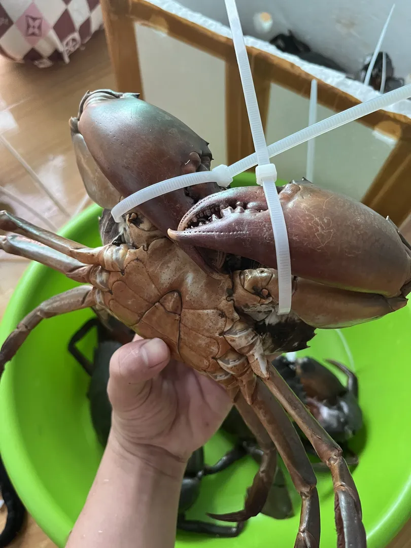 Cua Gạch VIP (Xuất Khẩu) - 2