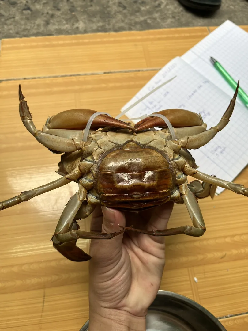 Cua Yếm Vuông (Cua Trinh Nữ) - 0