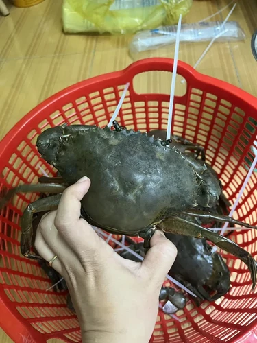 Giá Cua Gạch Cà Mau Bao Nhiêu 1Kg?
