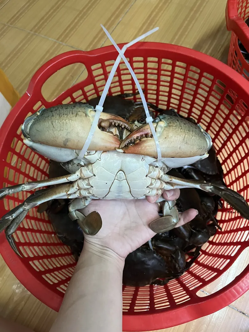 Tuyển chọn từng con