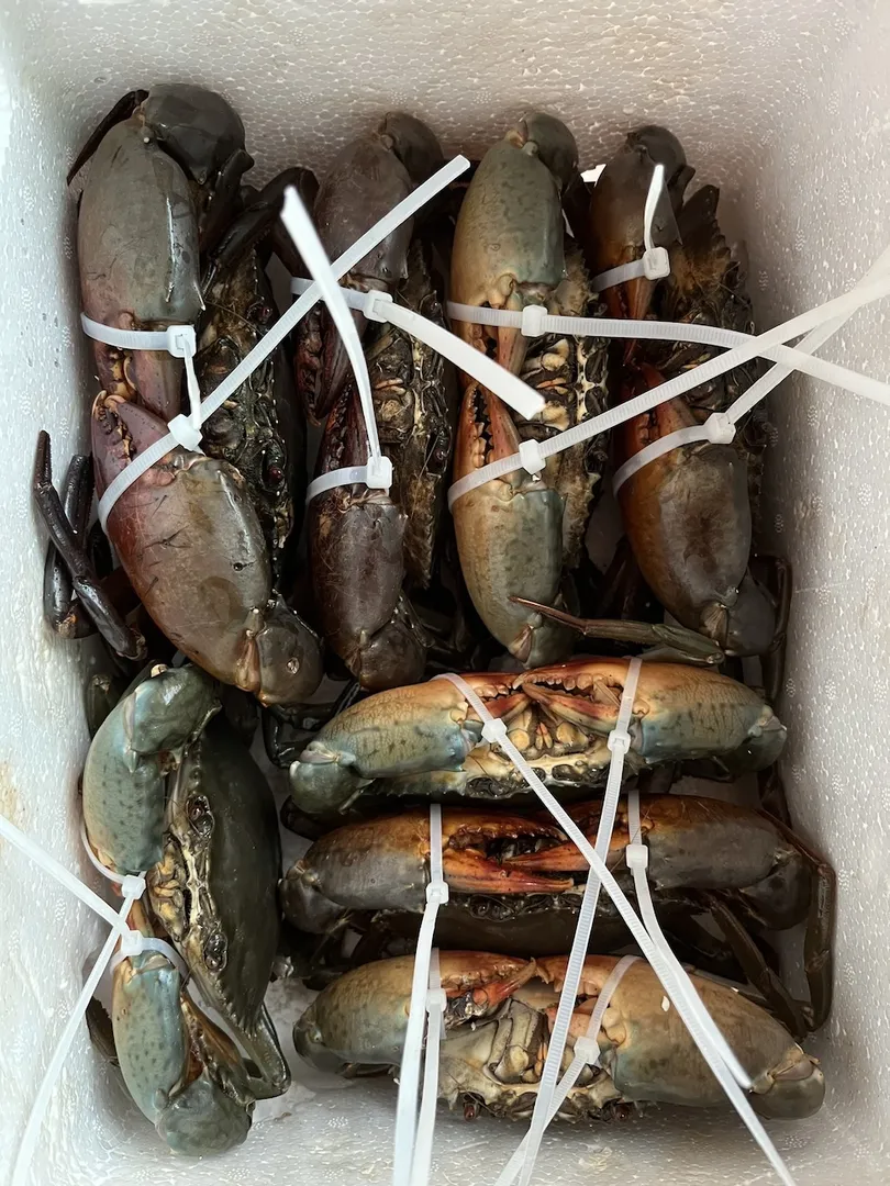 Giải phẫu cua Cà Mau: Càng to, gạch đỏ, dây siêu nhỏ