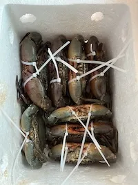 Buộc dây nhựa & đóng thùng xốp thoáng khí