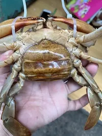 Soi đèn kiểm định từng con