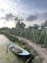 hu hoạch tại vuông tôm sinh thái Năm Căn