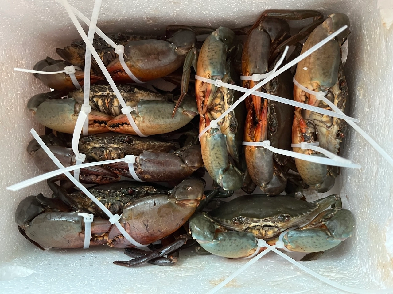 Mekong Delta Crab Market with various sizes of crabs