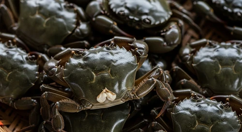 How to Tell the Difference Between a Meaty and Roe-filled Ba Khia