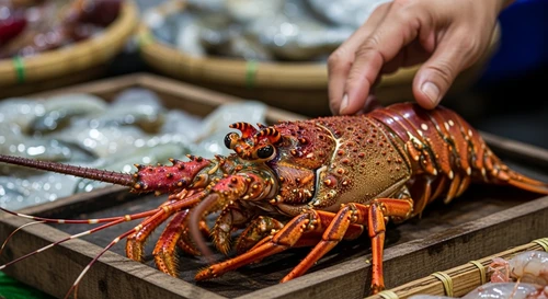 Experience in Choosing the Freshest Vietnamese Ornate Rock Lobster