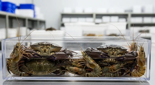 The Craze of 2-Hour Express Delivery Apps for Live Seafood in Hanoi