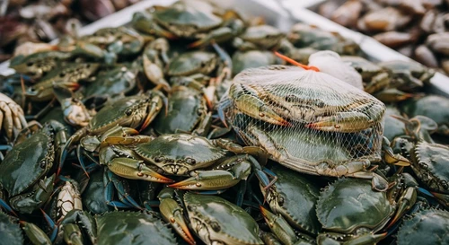 Giá Ghẹ Xanh Hàm Ninh (Phú Quốc) Lập Đỉnh Mới Dịp Lễ 30/4 Năm 2026