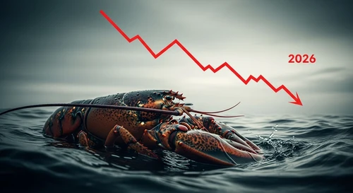 Giá Tôm Hùm Bông Nuôi Lồng Bè Rớt Thê Thảm Nhất Năm 2026: Nguyên Nhân Do Đâu?