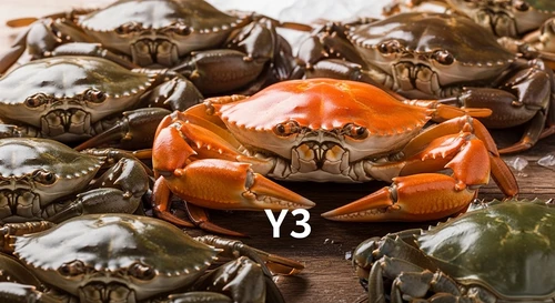 Các Cấp Độ Cua Biển: Y3, Y4, Y5 Là Gì? Bảng Size Chuẩn 2026