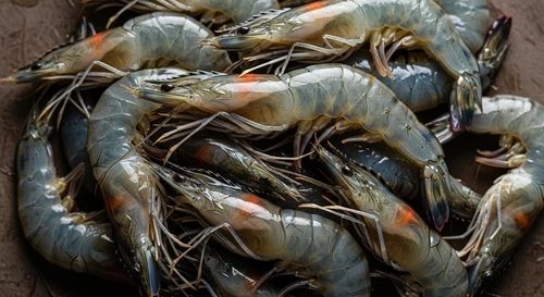 The Calcium Myth: Do Shrimp Shells Actually Build Strong Bones?