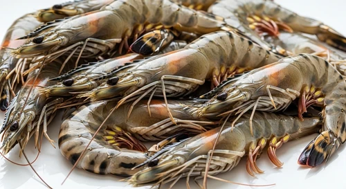 Đầu Tôm Sú Bị Đen Là Do Đâu? Ăn Có Bị Ngộ Độc Không?