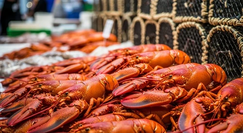 Thương Lái Nước Ngoài Đổ Xô Gom Mua Tôm Hùm Xanh Khiến Nguồn Cung Kiệt Quệ