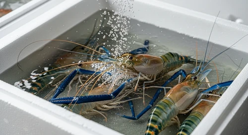 Transporting Live Giant Prawns on a 12-Hour Flight