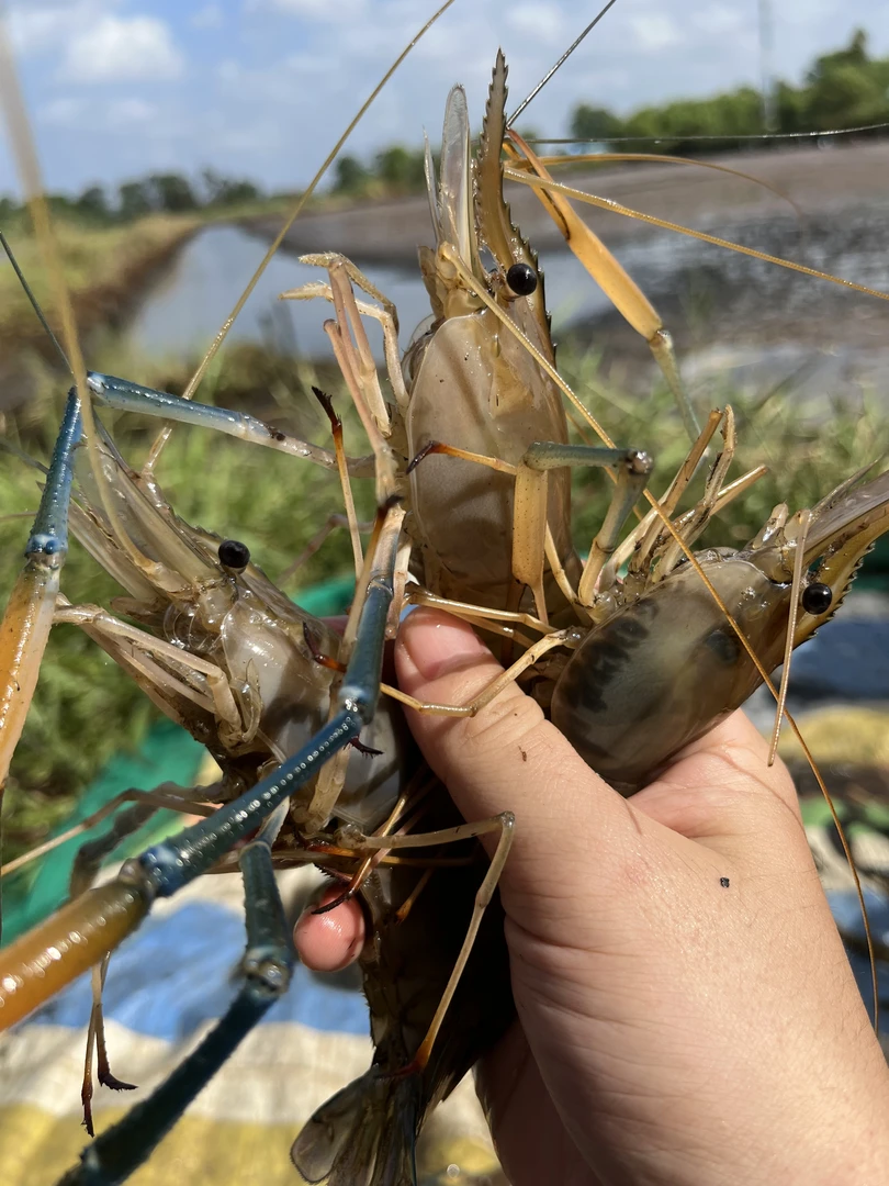 Giant Freshwater Prawn (Grade 1) - 1