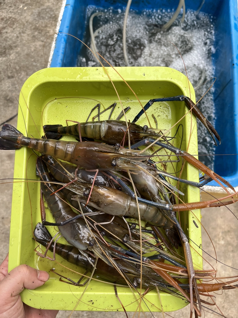 Long Claws Firm Meat