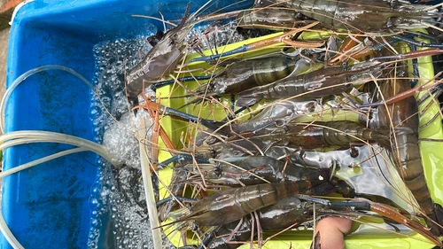 Giant Freshwater Prawn