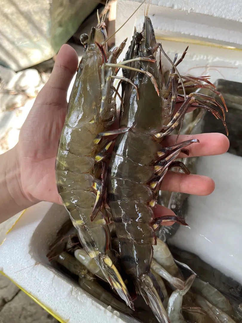 Tôm Sú Thiên Nhiên (Size Lớn) - 1