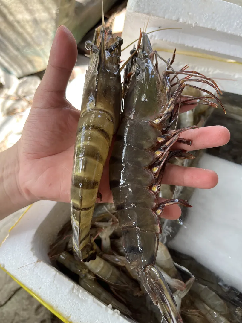 Tôm Sú Thiên Nhiên (Size Lớn) - 0