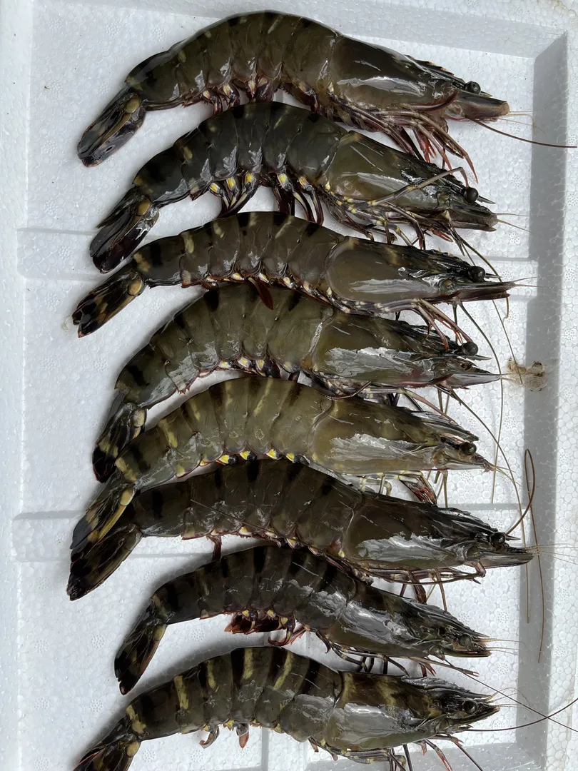 Sinh thái rừng đước