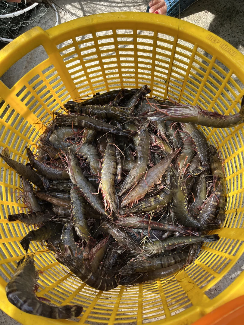 Tôm Thẻ Cà Mau (Size VIP) - 1